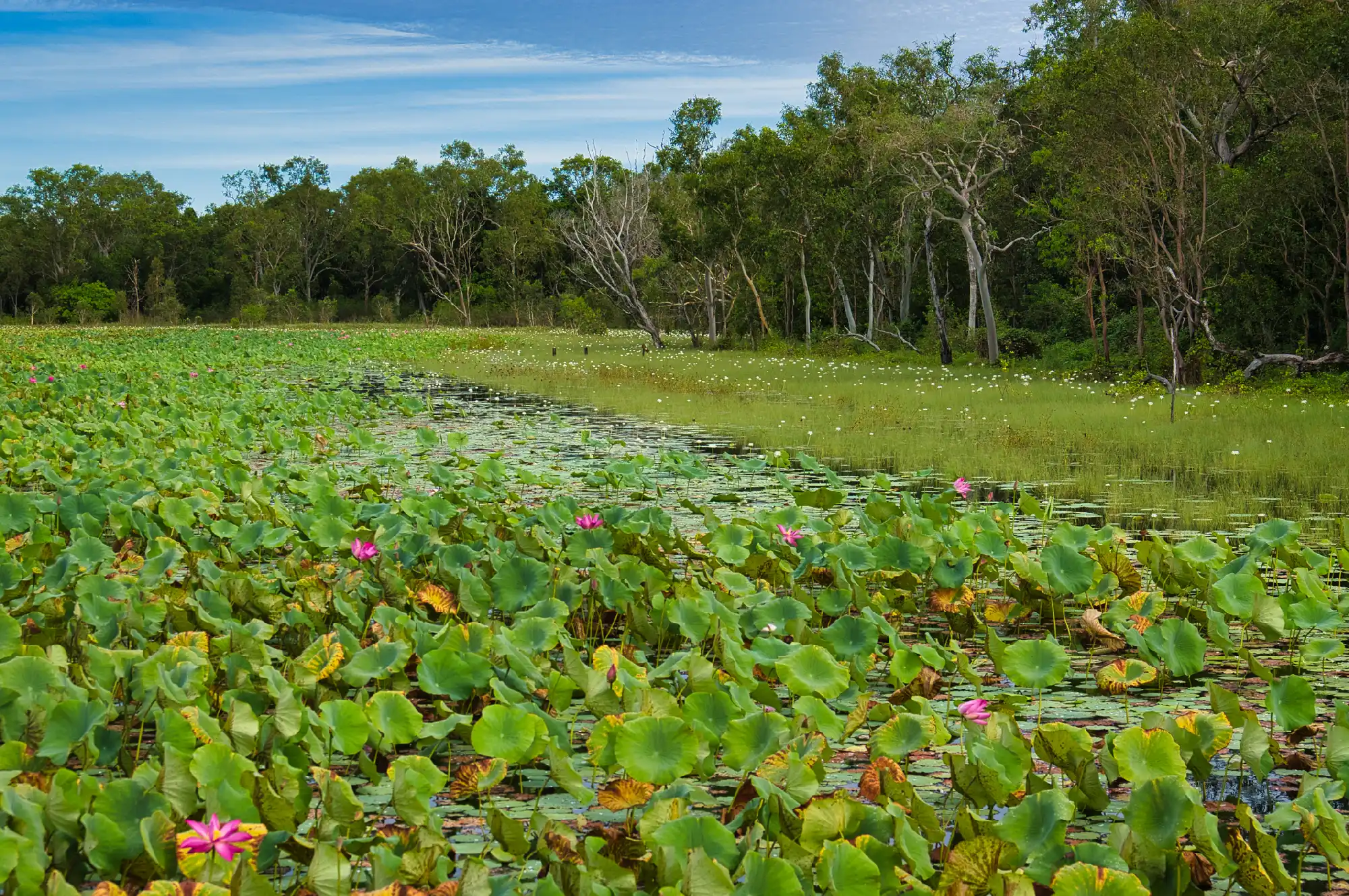 Pink lotus flowers and broad green aquatic leaves covering Mamukala Wetlands, with tropical woodland along the water's edge in Kakadu National Park, Australia.