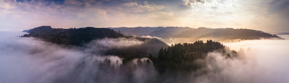 Aerial view of coastal redwood forests emerging from low cloud and mist at sunrise in northern California.