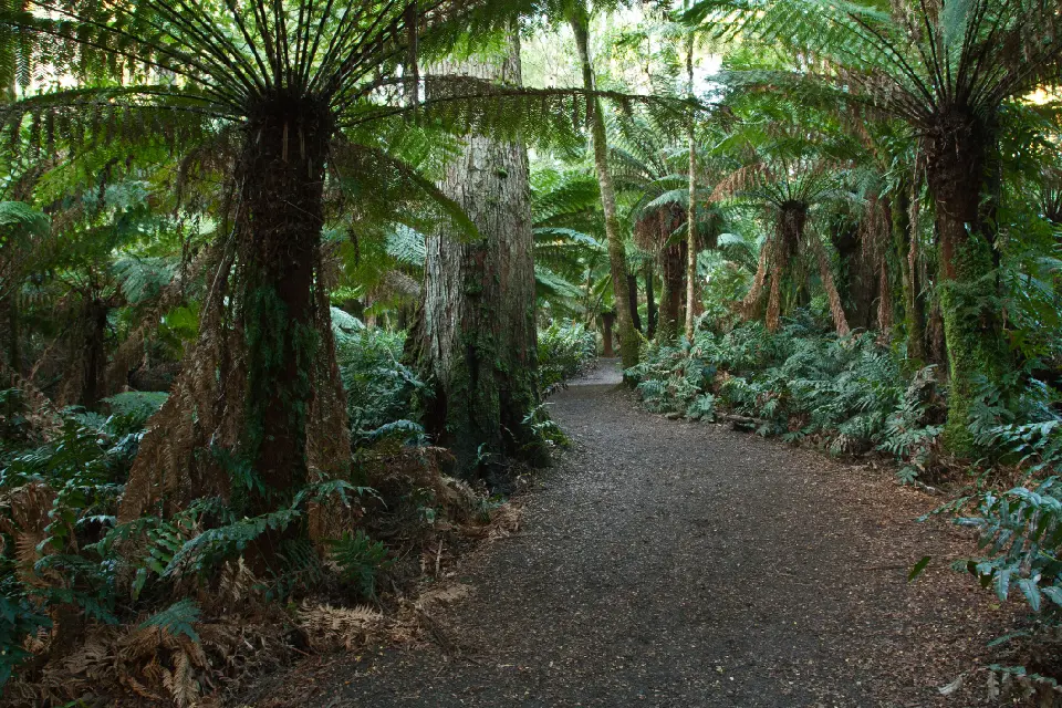 Gravel walking trail beneath giant tree ferns and mature rainforest trees at Maits Rest, Victoria.