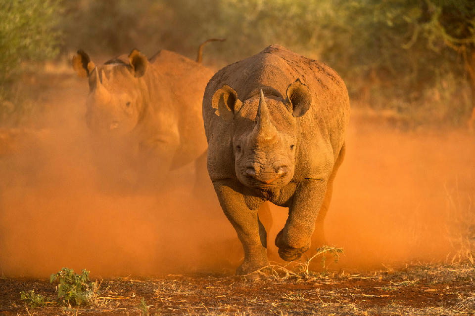 Two black rhinos running through red dust at sunrise in Madikwe Game Reserve, North West Province, South Africa.
