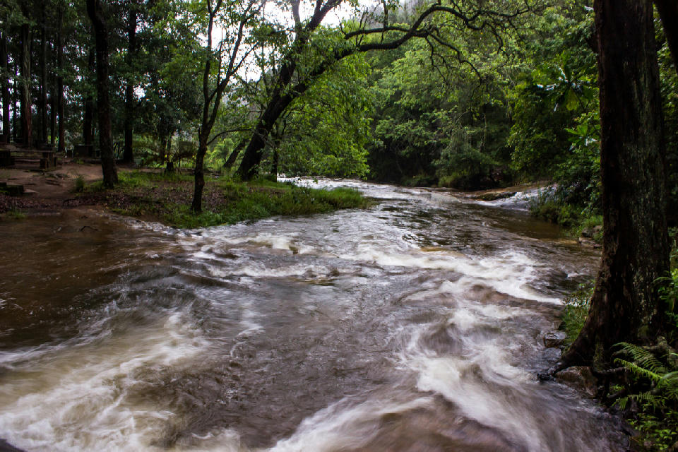 Forest stream flowing through indigenous woodland in Woodbush Forest near Magoebaskloof, Limpopo, South Africa.