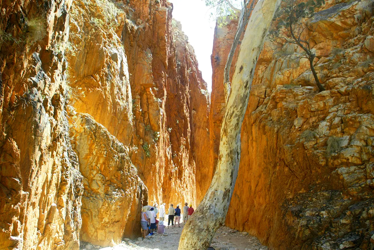 Visitors walk between the towering orange rock walls of Standley Chasm, framed by a large eucalyptus tree.