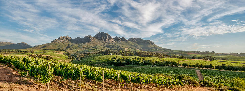 Vineyards of Rust en Vrede Estate with the Helderberg Mountains rising behind Stellenbosch in the Cape Winelands, South Africa.