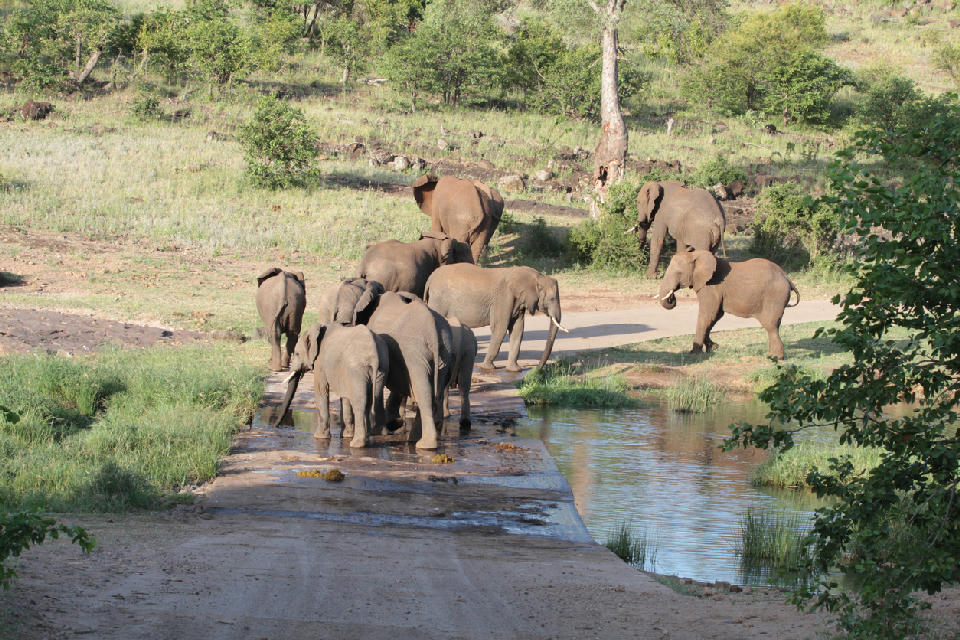 A herd of African elephants crossing a low-water bridge at Pioneer Dam near Mopani Rest Camp in Kruger National Park, South Africa.