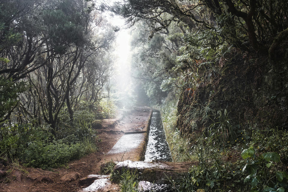 Forest path following the Levada do Risco irrigation channel through misty laurel woodland in Madeira.