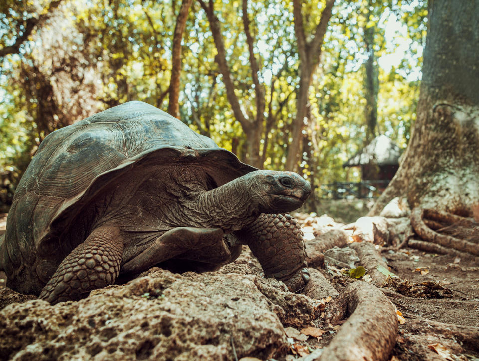 Aldabra giant tortoise walking through the forest on Prison Island near Stone Town, Zanzibar.