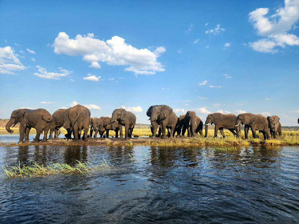 Large herd of African elephants crossing the Chobe River at the Chobe Riverfront in Botswana under a blue sky.