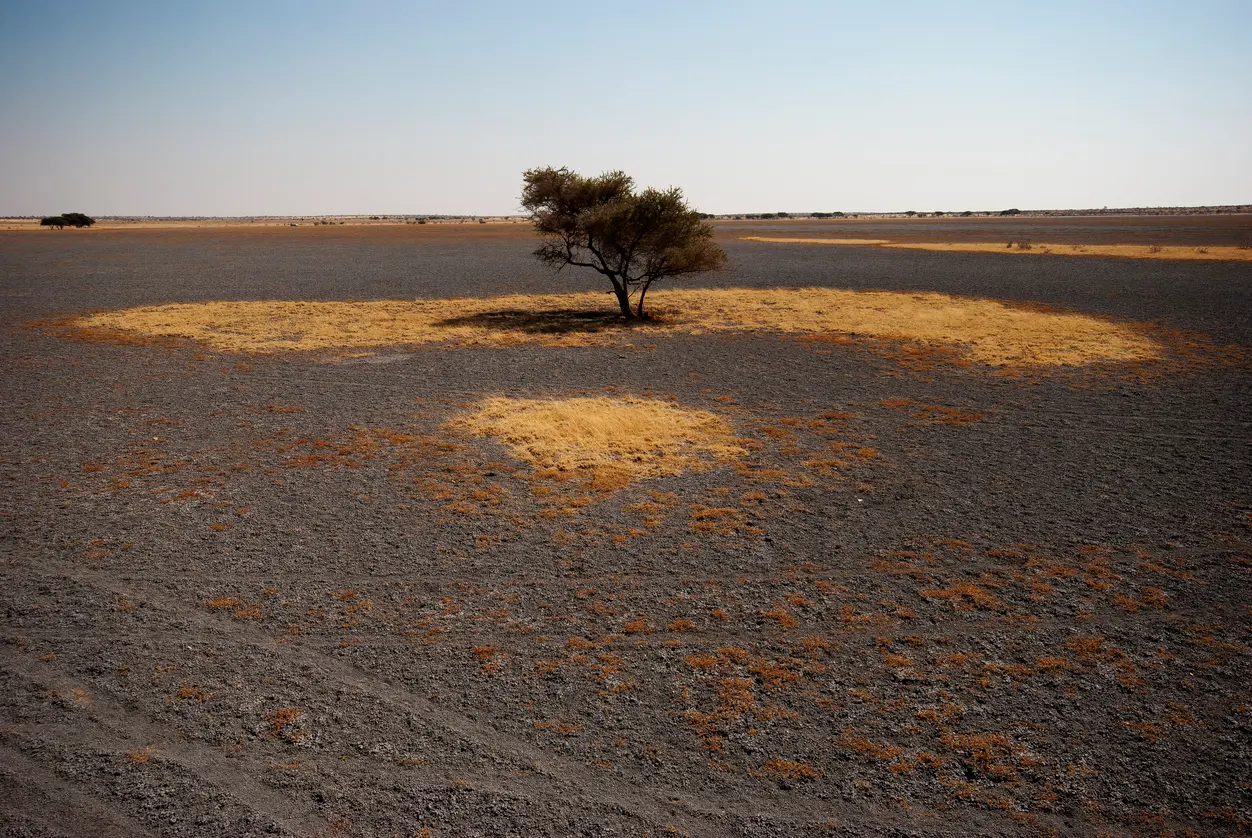 Lone acacia tree surrounded by the dry plains of Deception Valley in the Central Kalahari Game Reserve, Botswana.