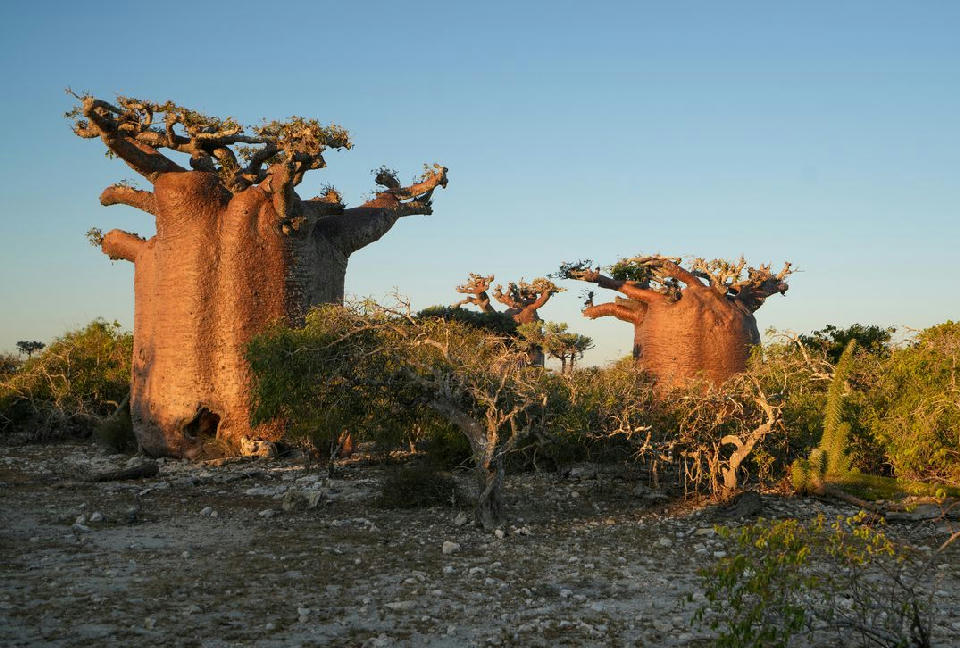 Ancient baobab trees rising above western Madagascar dry forest landscape near the Avenue of the Baobabs