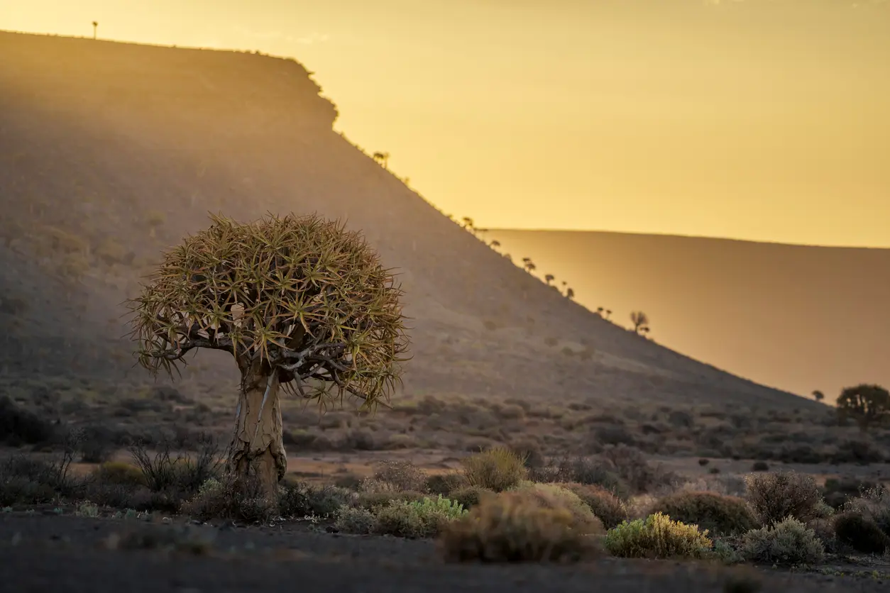 Quiver tree in golden evening light at Gannabos Quiver Tree Forest near Nieuwoudtville in the Northern Cape, South Africa.