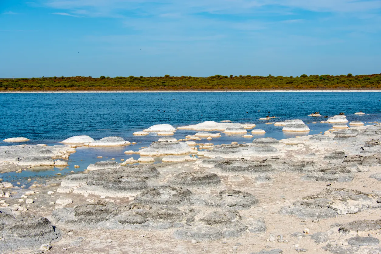 Thrombolite formations line the shallow blue waters of Lake Thetis near Cervantes.