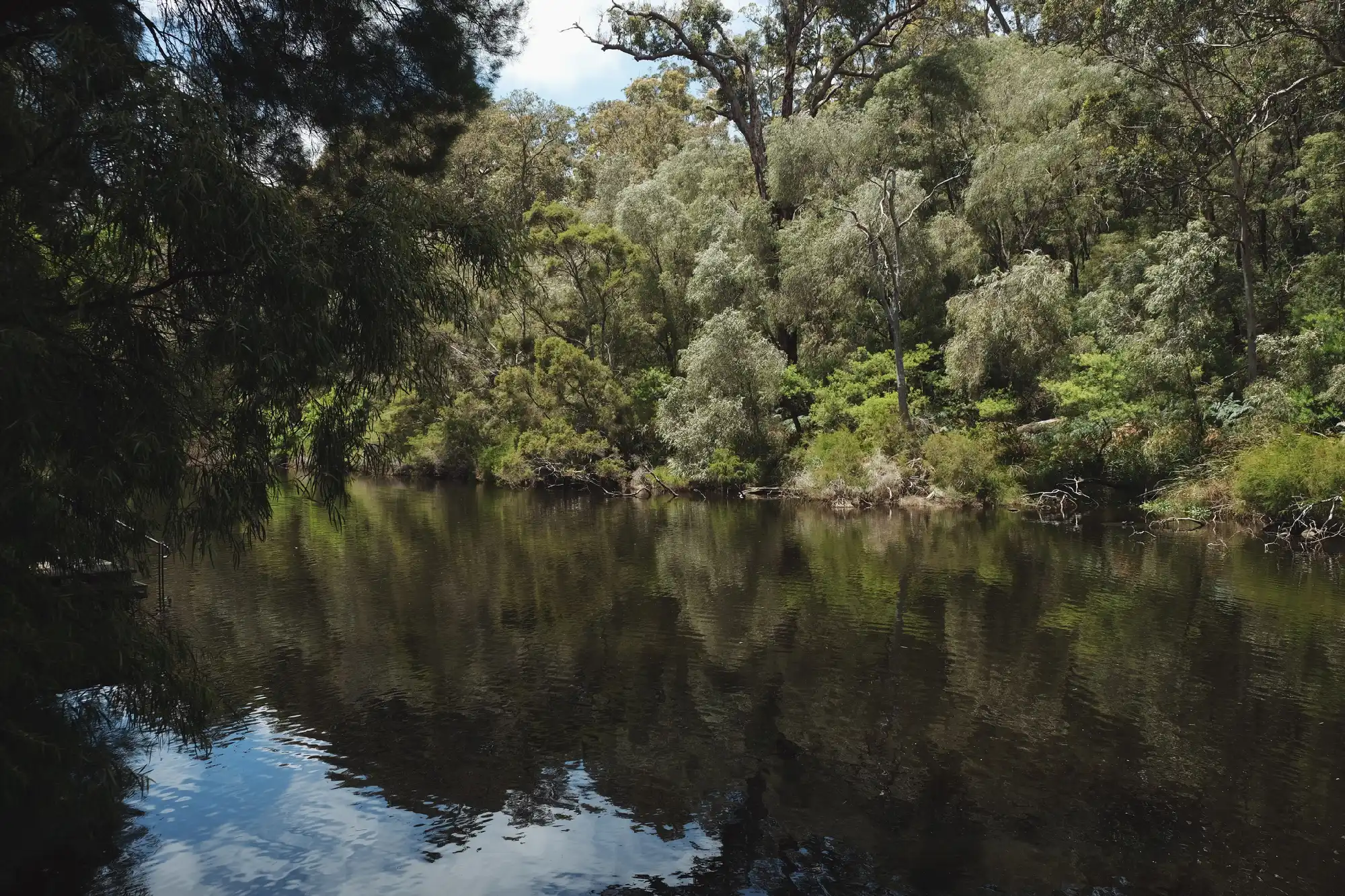 Warren River reflecting dense forest along its banks in Warren National Park, Western Australia.