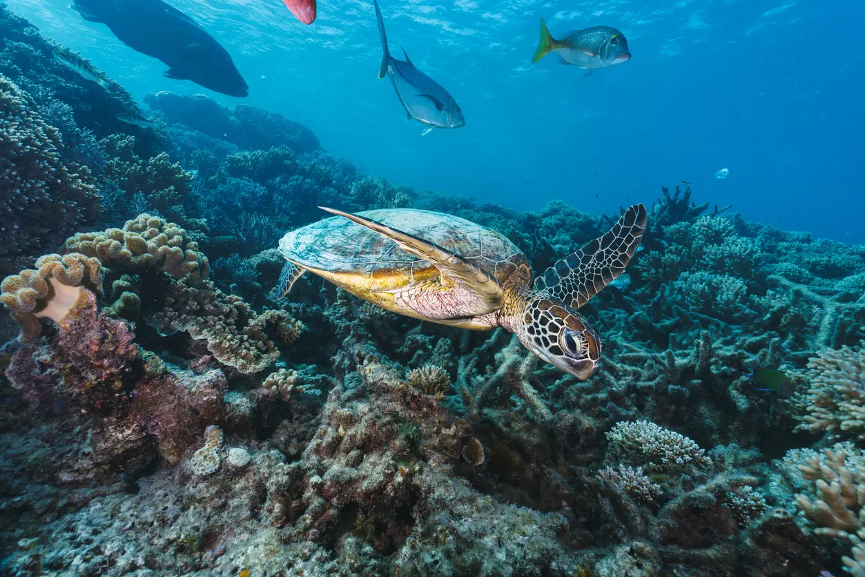 Green sea turtle swims above a coral reef surrounded by fish at Ningaloo Reef.