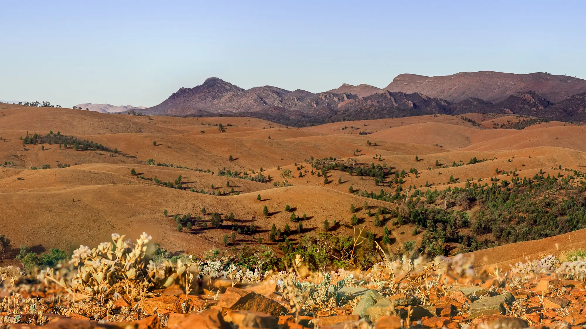 Panoramic view of Bunyeroo Valley in the Flinders Ranges, South Australia, showing rolling ochre hills, scattered trees and rugged mountain ridges beneath a clear sky.