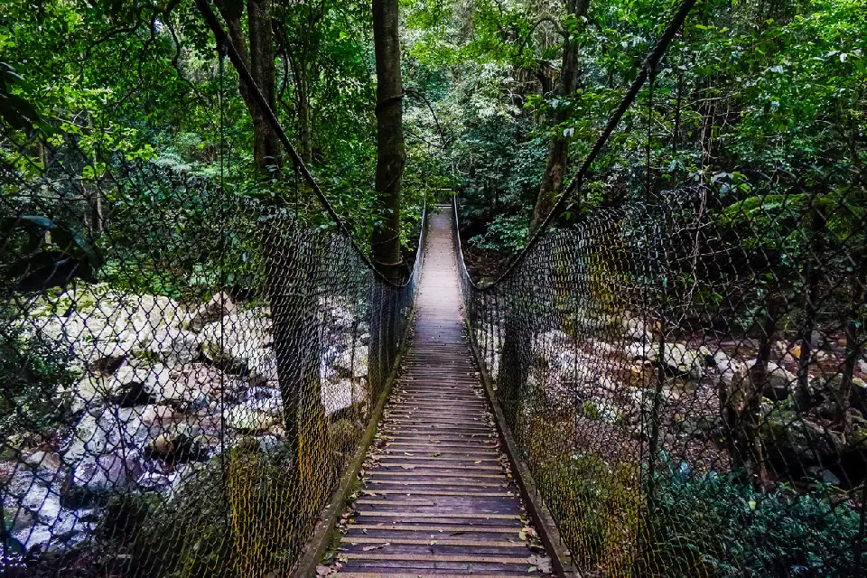 Wooden suspension bridge crossing a rocky creek beneath dense subtropical forest in Minnamurra Rainforest.