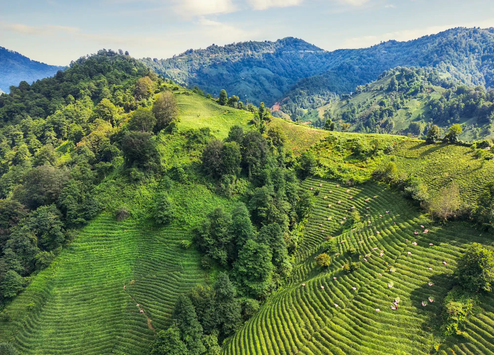 Patterned rows of tea plantations covering lush mountain slopes and valleys in Rize Province, Turkey.