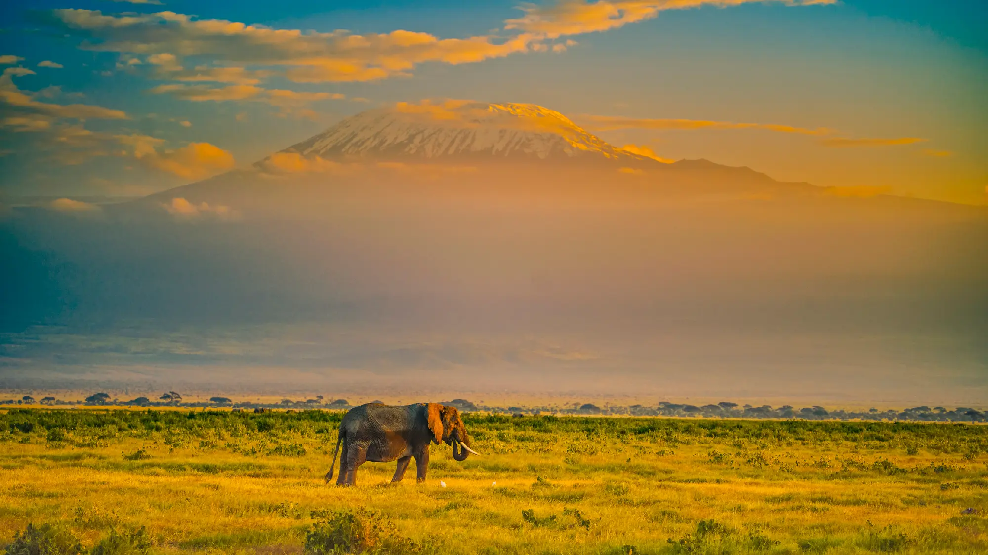 African elephant grazing beneath snow-capped Mount Kilimanjaro in Amboseli National Park, Kenya.