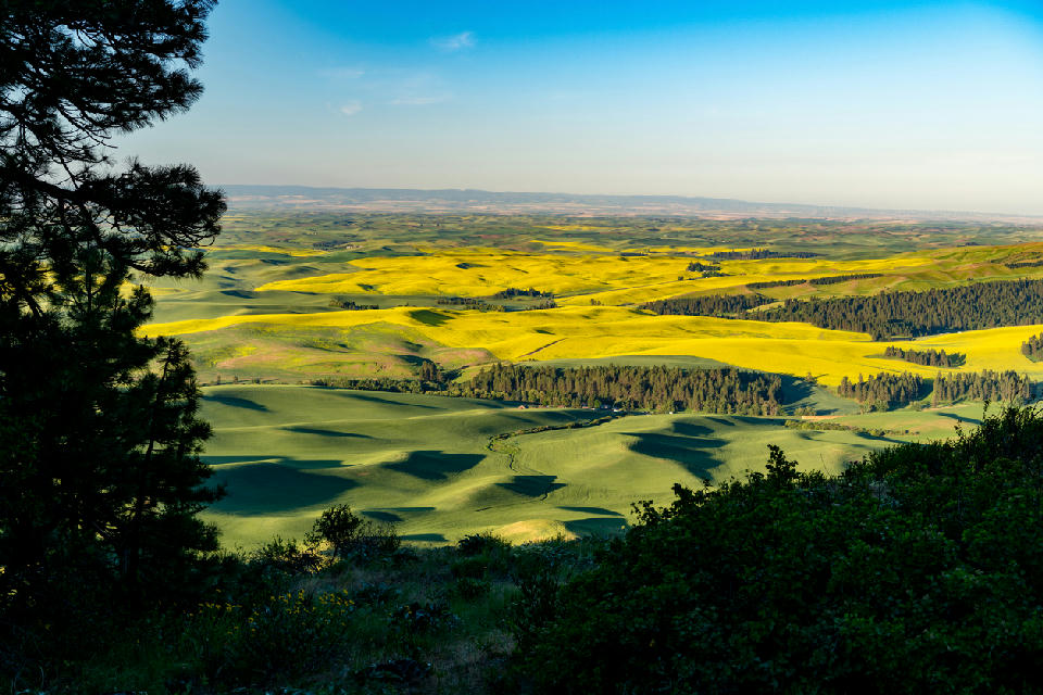 Yellow canola fields and rolling farmland viewed from the wooded slopes of Kamiak Butte in the Palouse region of Washington State