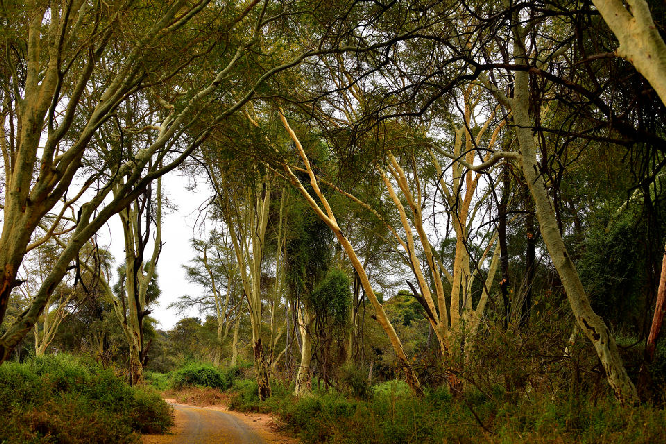 Fever trees lining a track in the Pafuri region of northern Kruger National Park.