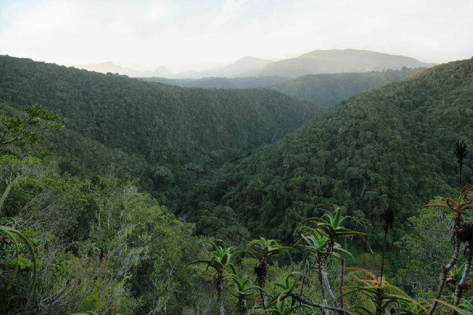 Panoramic view across the forested valleys of Tsitsikamma, where dense indigenous woodland stretches between mountain ridges in South Africa's Garden Route.