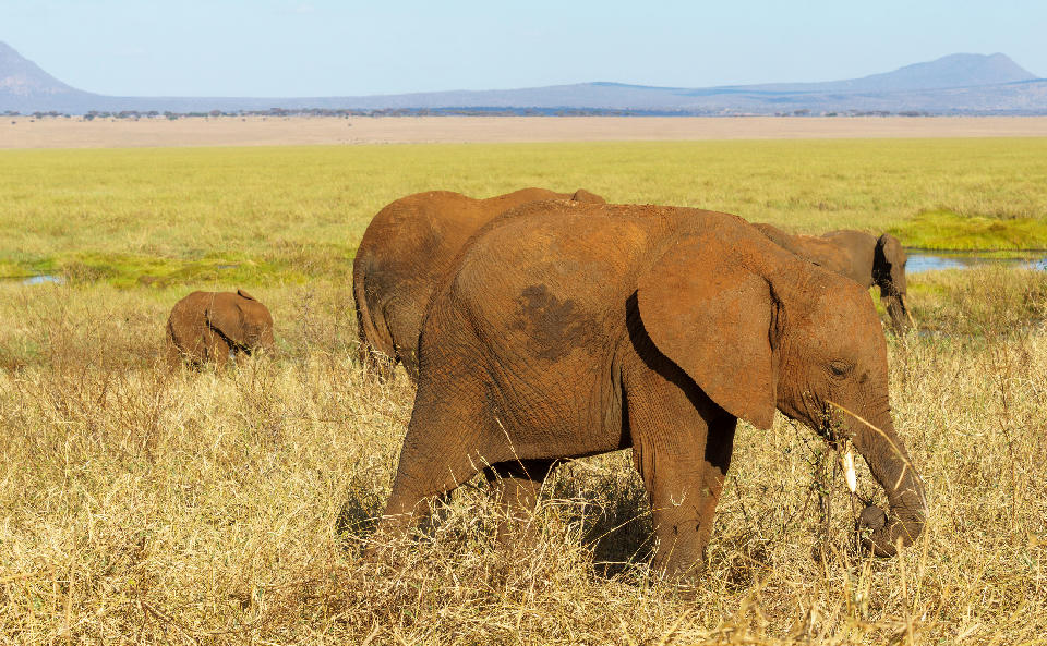 African elephants crossing the grassy Silale Swamp in Tarangire National Park, Tanzania, with seasonal wetlands and open savanna in the background.