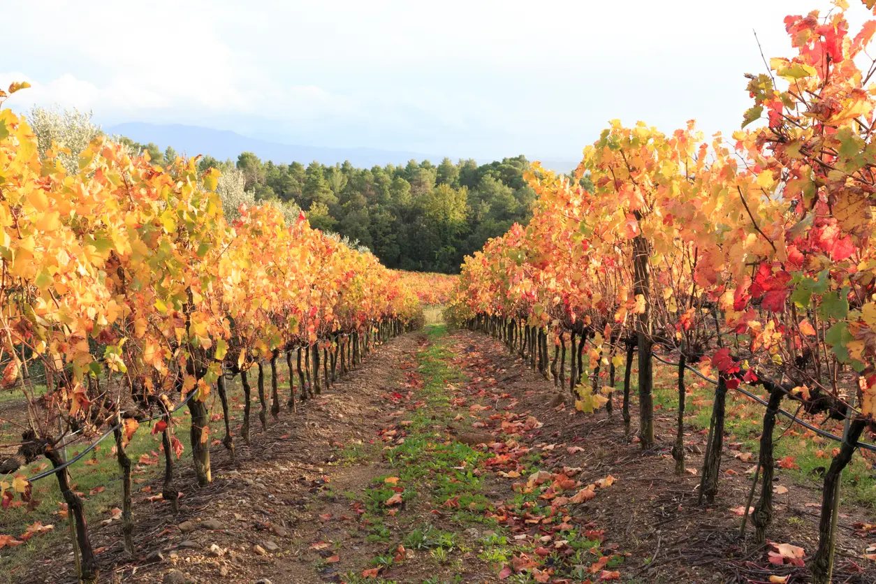 Tuscan vineyard rows with autumn leaves in the countryside near Montalcino, Tuscany, Italy.