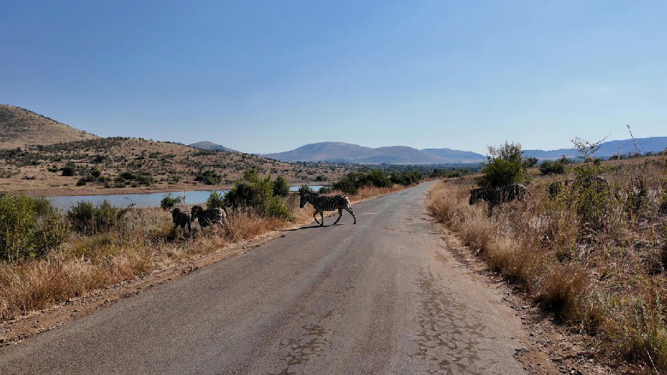 Zebras crossing a road beside a waterbody in Pilanesberg National Park, South Africa.