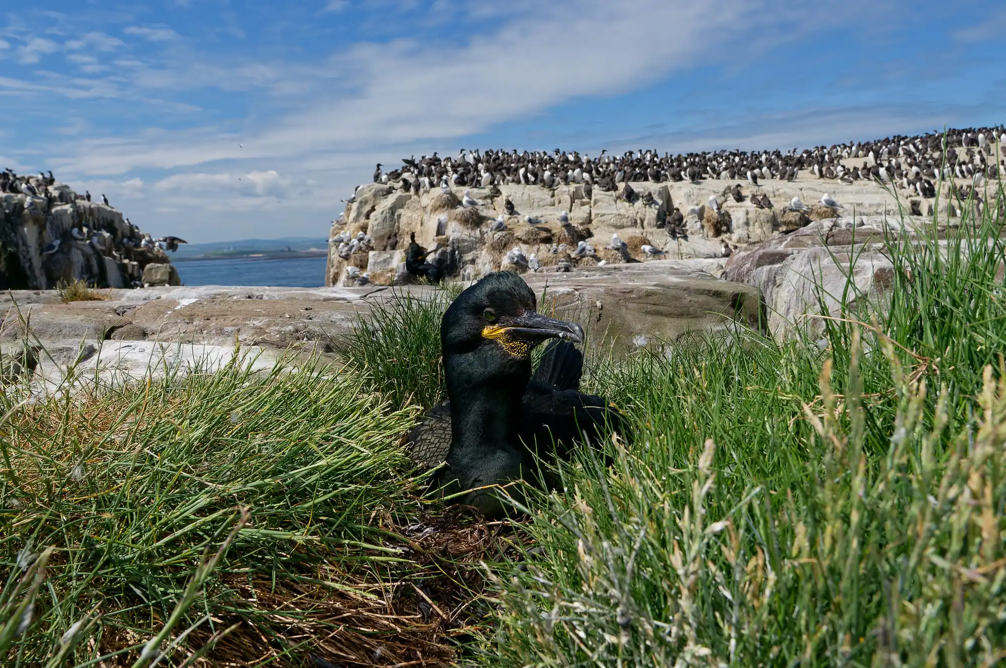 European shag with dark plumage and a green eye resting among grass on the Farne Islands, with densely populated seabird nesting cliffs and the North Sea in the background.