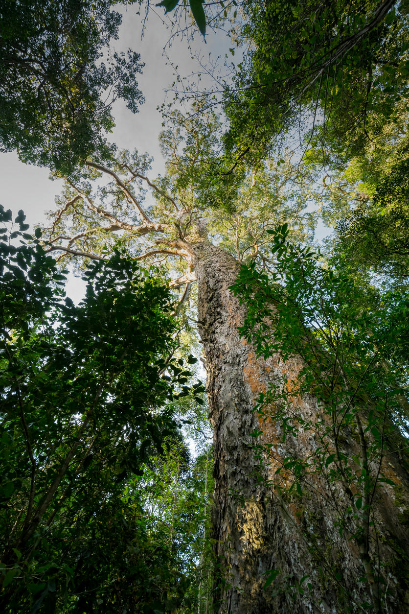 Low-angle view of the Big Tree, a towering Outeniqua Yellowwood surrounded by dense indigenous forest in Tsitsikamma National Park, South Africa.