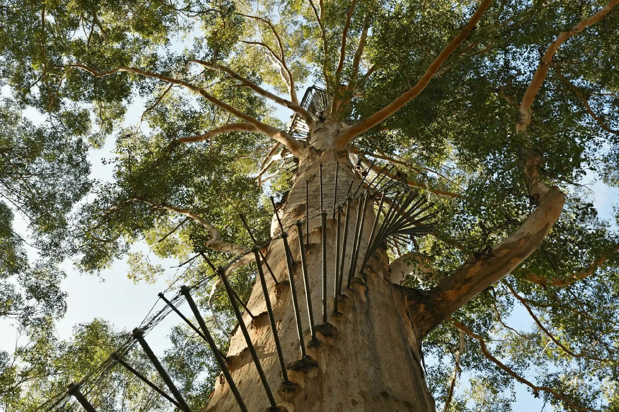Looking up the trunk of Gloucester Tree with metal climbing pegs spiralling through the canopy near Pemberton, Western Australia.