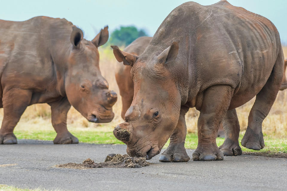 Two white rhinoceroses standing on a reserve road in Rietvlei Nature Reserve near Pretoria.