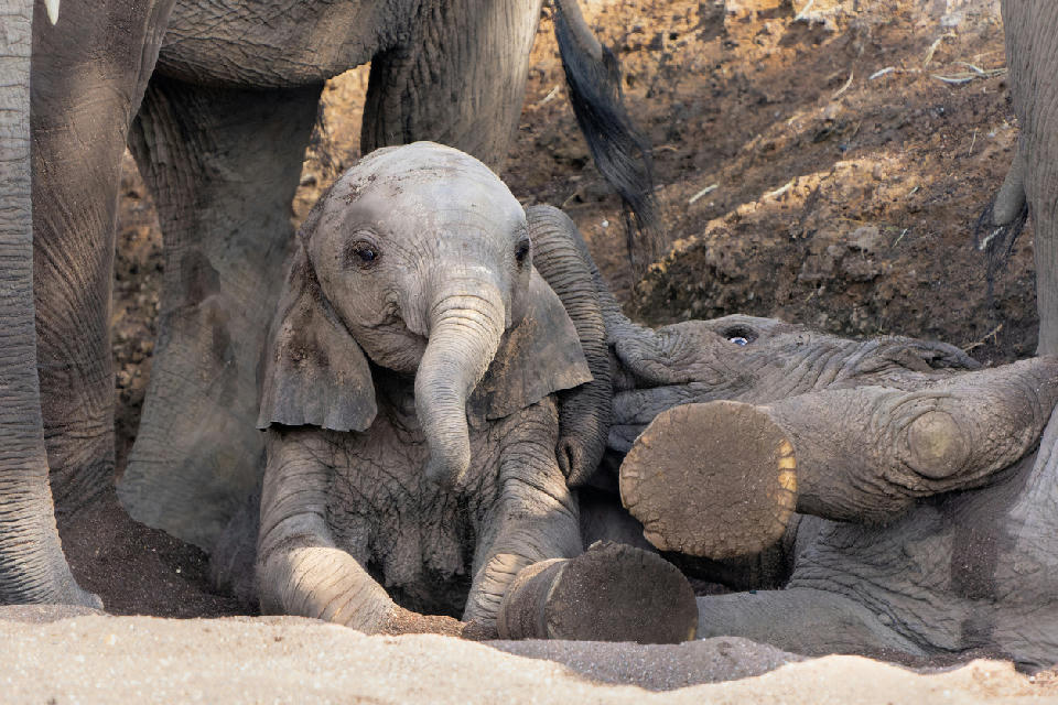 Two playful African elephant calves interacting in a sandy riverbed in Mashatu Game Reserve, Tuli Block, Botswana.