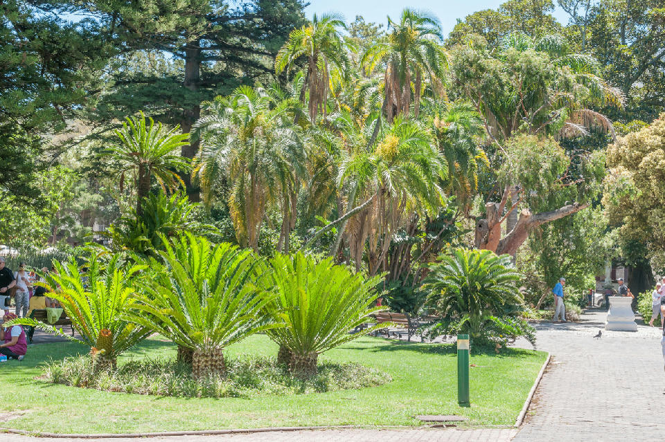 Palm trees and cycads in the historic Company’s Garden park in central Cape Town, South Africa.