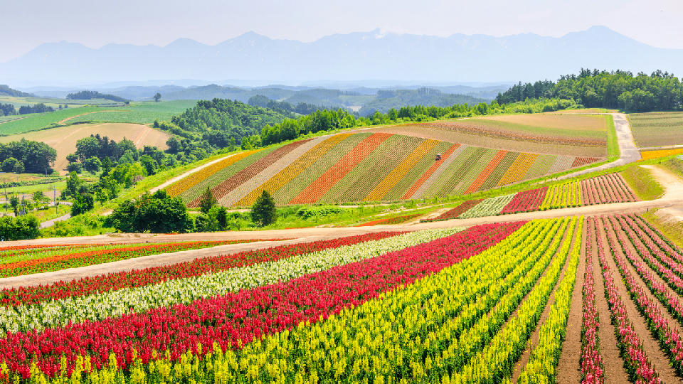 Colourful flower rows forming striped patterns across sloping farmland at Shikisai no Oka in Biei Hokkaido Japan