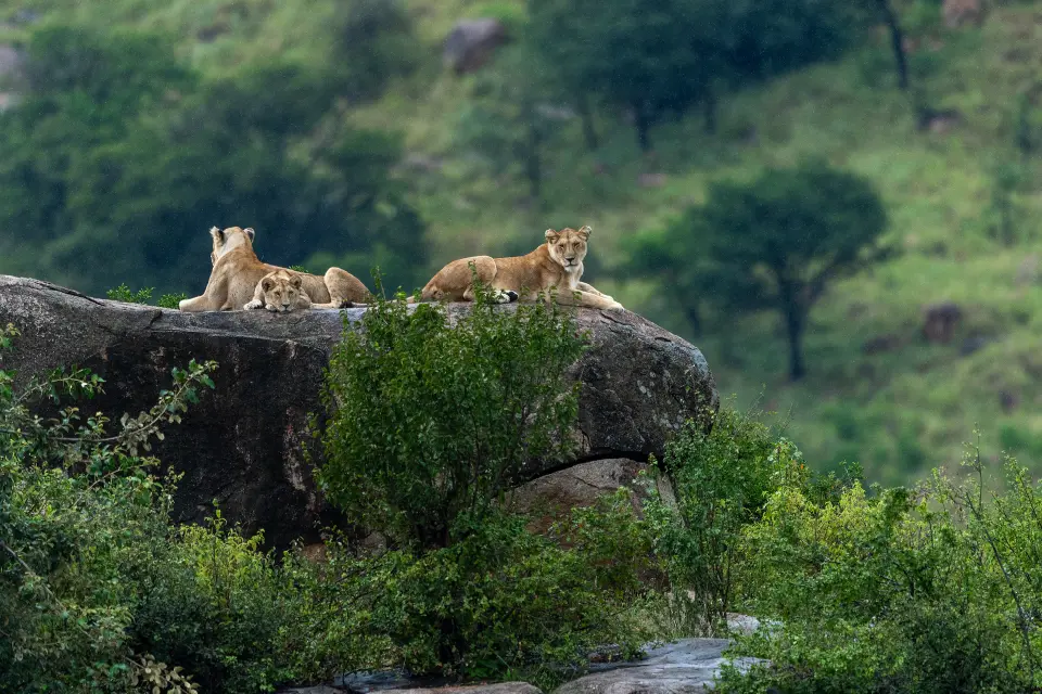 Lions resting on a granite kopje at Moru Kopjes in Serengeti National Park, Tanzania.