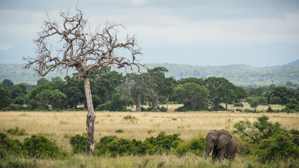 African elephant walking across the Mkata Floodplain beneath a dead tree in Mikumi National Park, Tanzania.