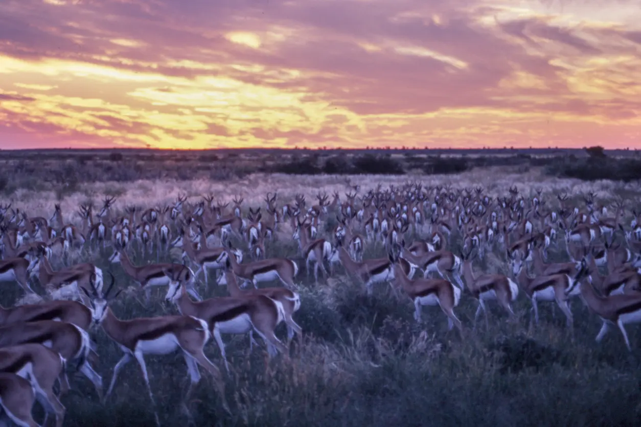 Large herd of springbok (Antidorcas marsupialis) grazing beneath a colourful sunset in the Central Kalahari Game Reserve, Botswana.