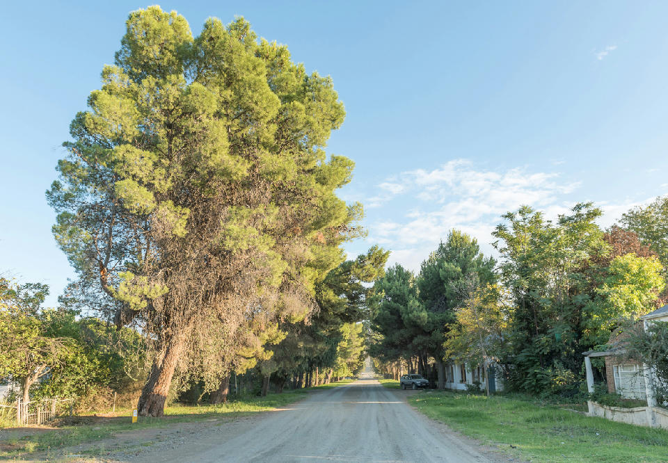 Tree-lined dirt road in the historic village of Nieu-Bethesda in the Eastern Cape Karoo, South Africa.