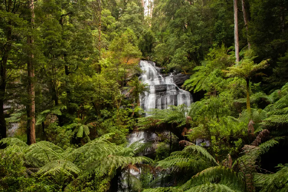 Multi-tiered Triplet Falls surrounded by lush tree ferns and tall forest in Great Otway National Park, Victoria.