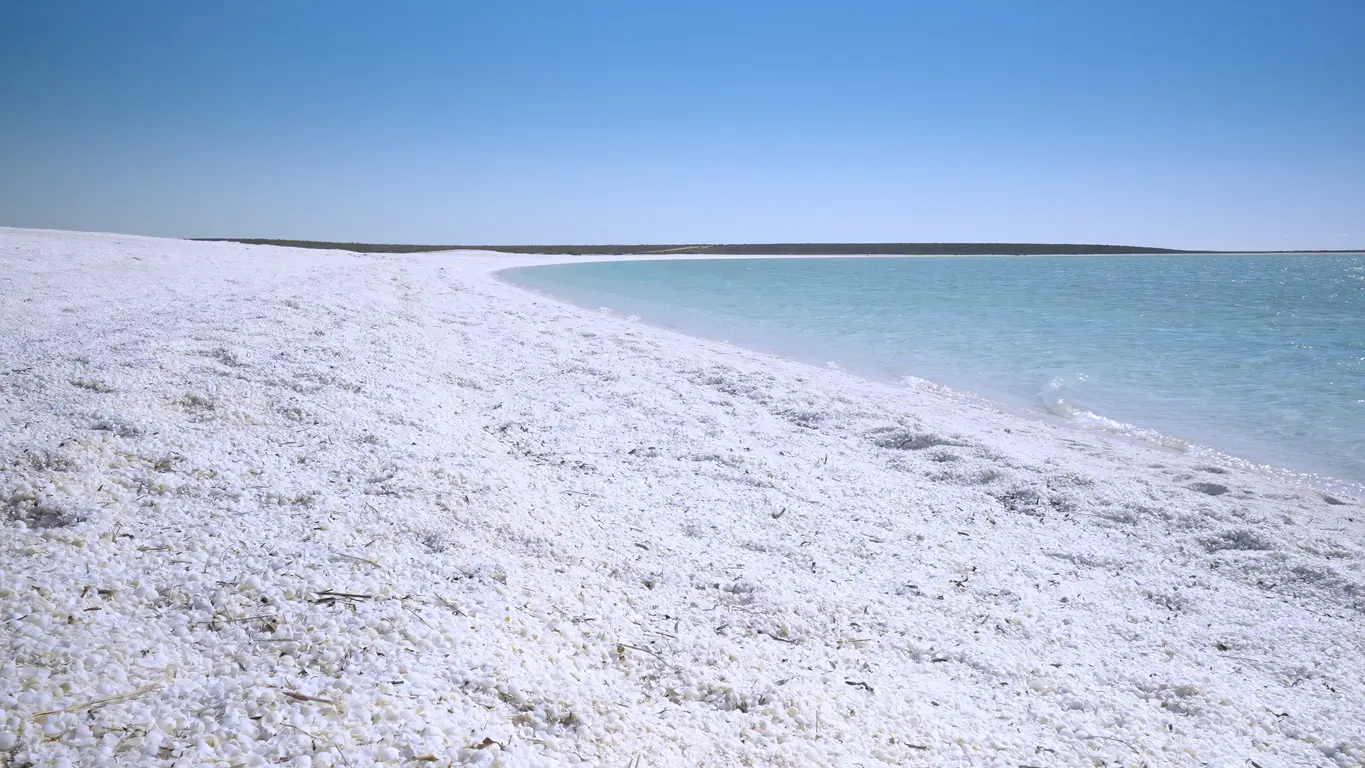 White shells cover the sweeping curved shoreline beside calm turquoise water at Shell Beach.