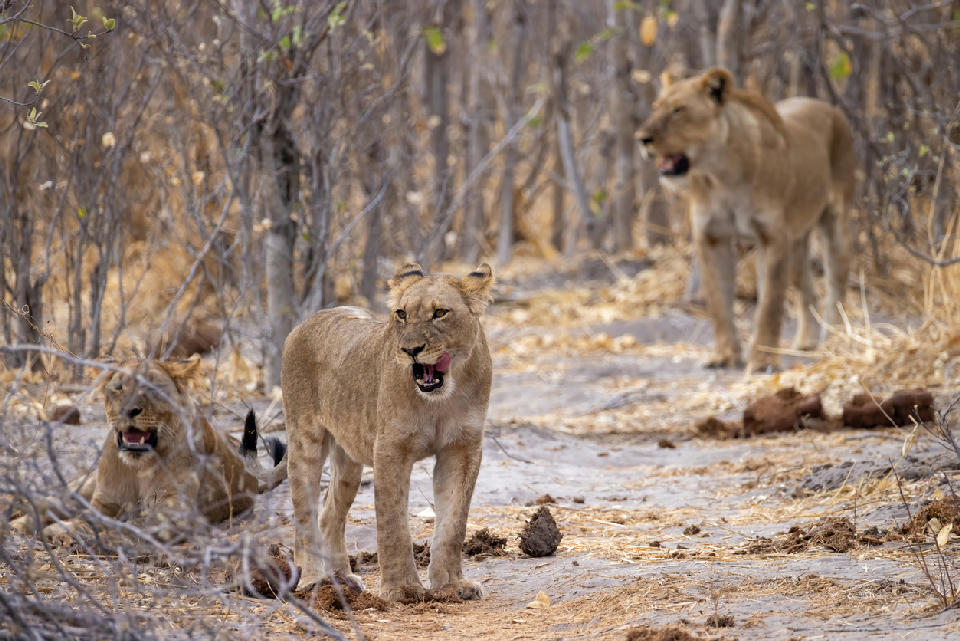 Lionesses resting in the mopane woodland of Savuti in Chobe National Park, Botswana.