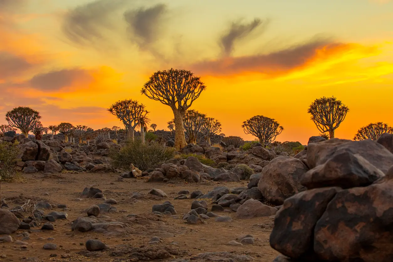 Quiver trees scattered across rocky desert ground beneath a glowing orange sunset sky in Namibia.