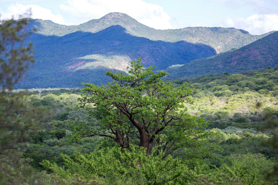 Baobab tree overlooking the Soutpansberg Valley with forested mountain ridges in the background near Louis Trichardt, Limpopo, South Africa.