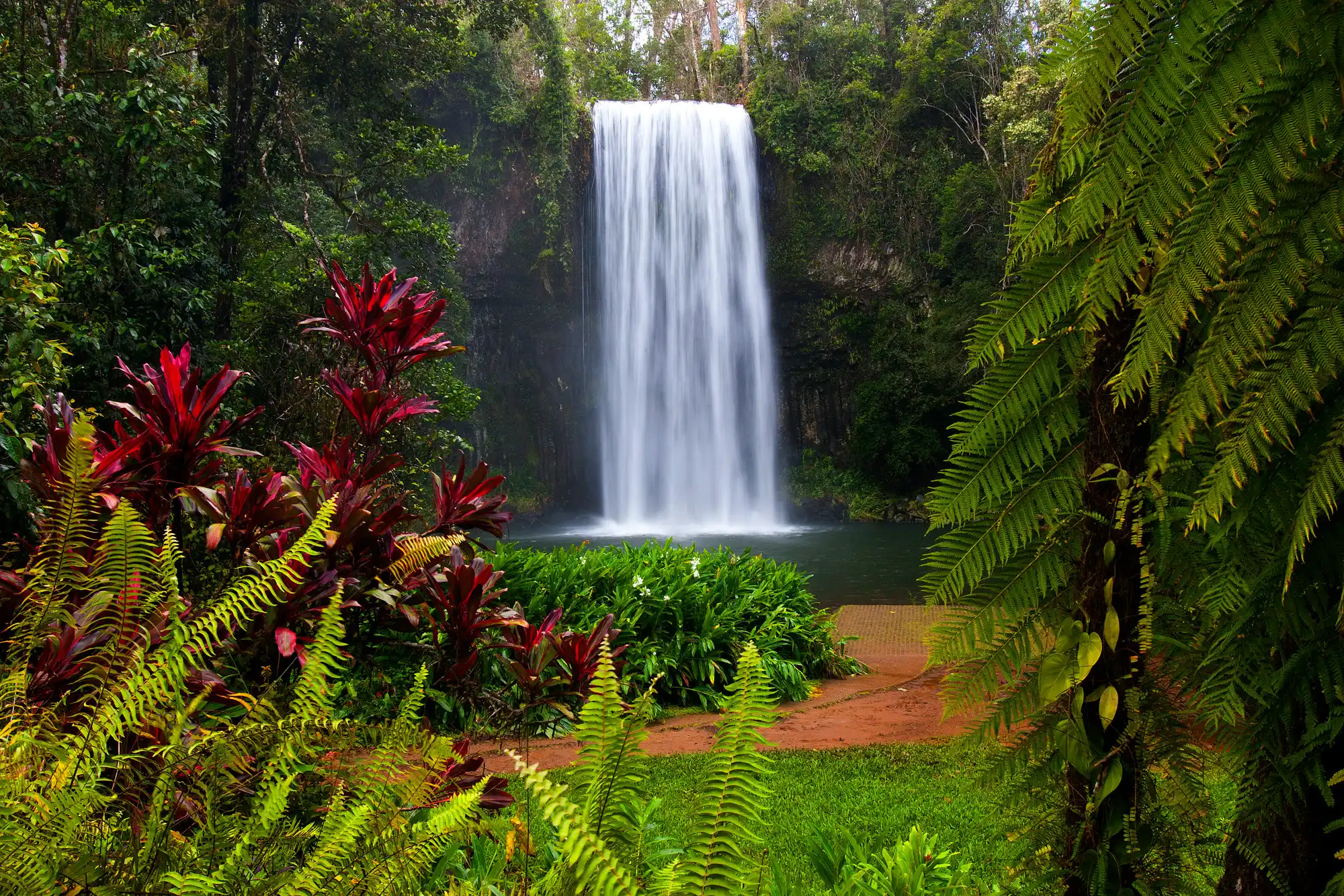 Millaa Millaa Falls surrounded by tree ferns and colourful tropical vegetation on the Atherton Tablelands, Queensland.