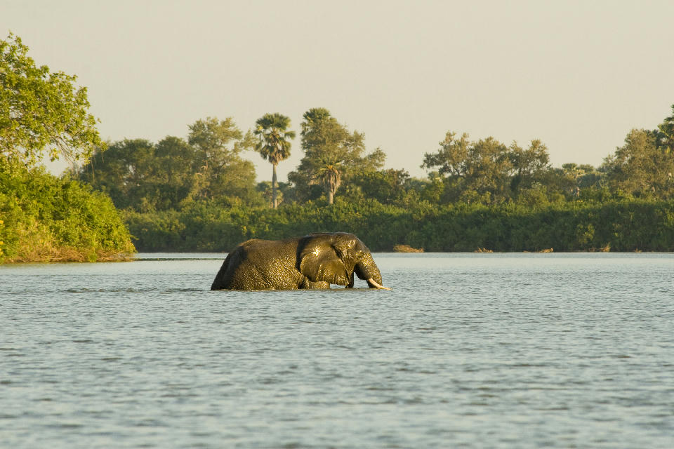 African elephant wading across the Rufiji River in Nyerere National Park with palms lining the far bank.