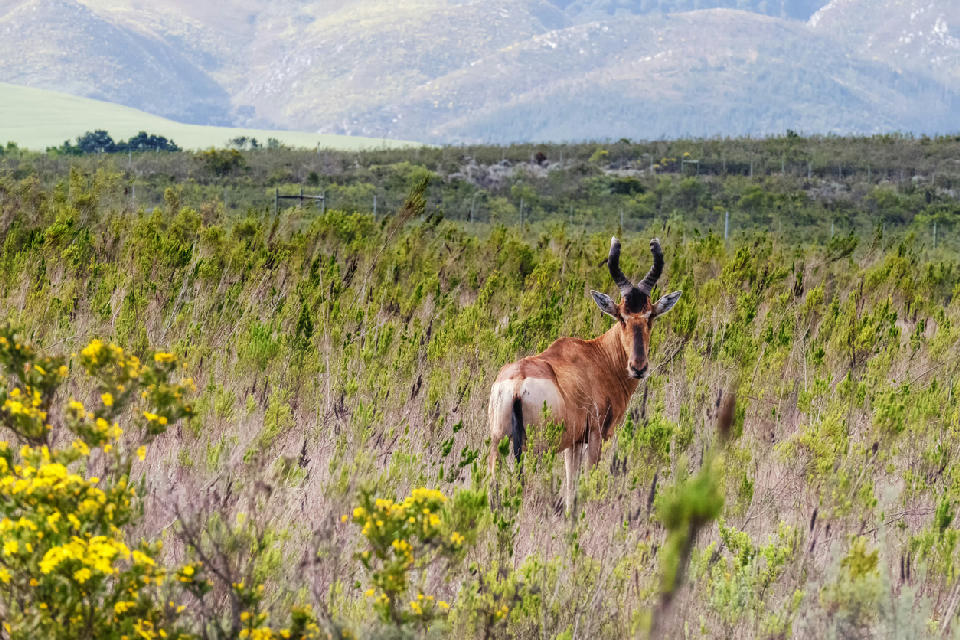 Red hartebeest in Bontebok National Park near Swellendam in the Western Cape, South Africa.
