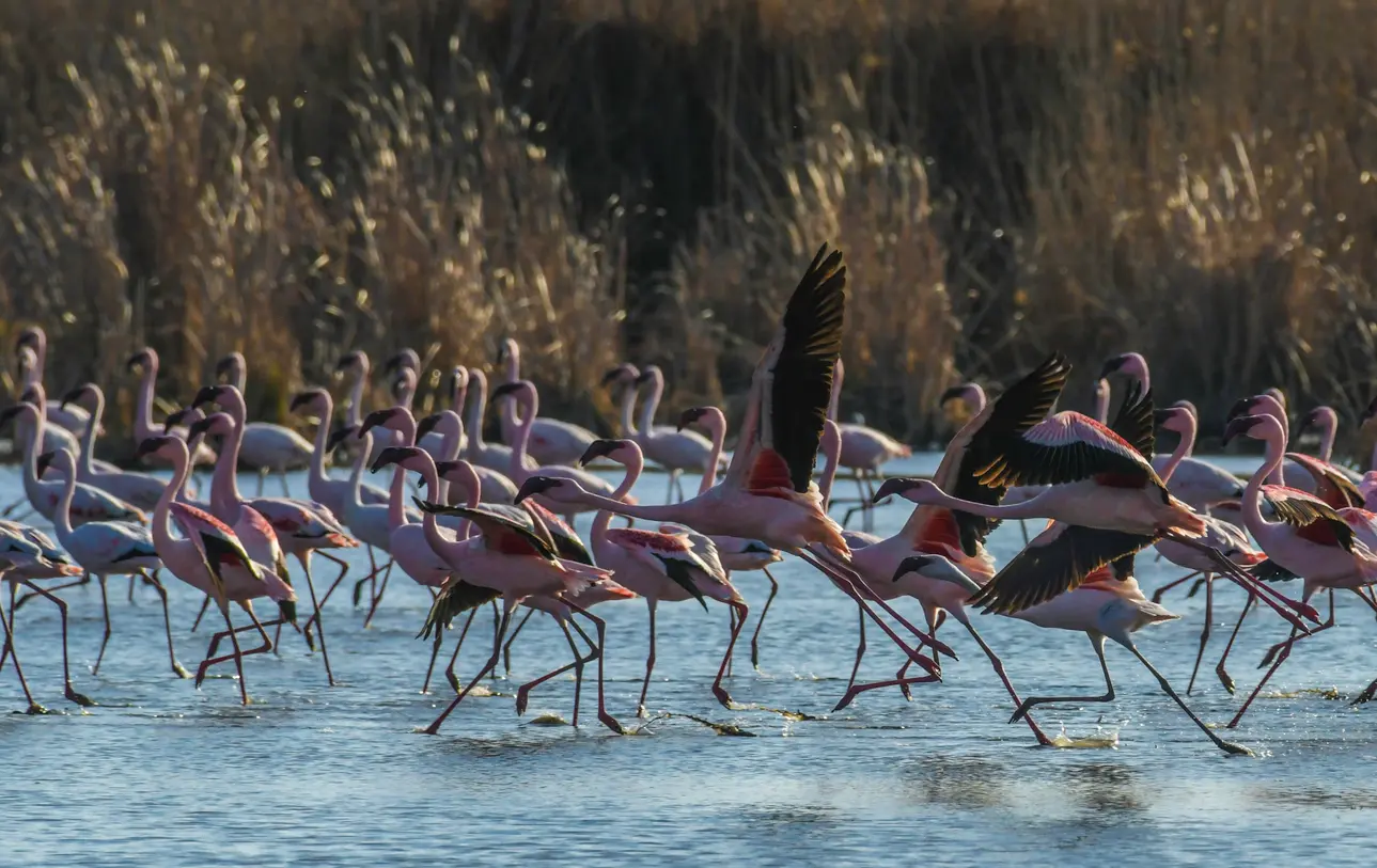 Flock of flamingos feeding and taking flight in the wetlands of Marievale Bird Sanctuary, Gauteng.