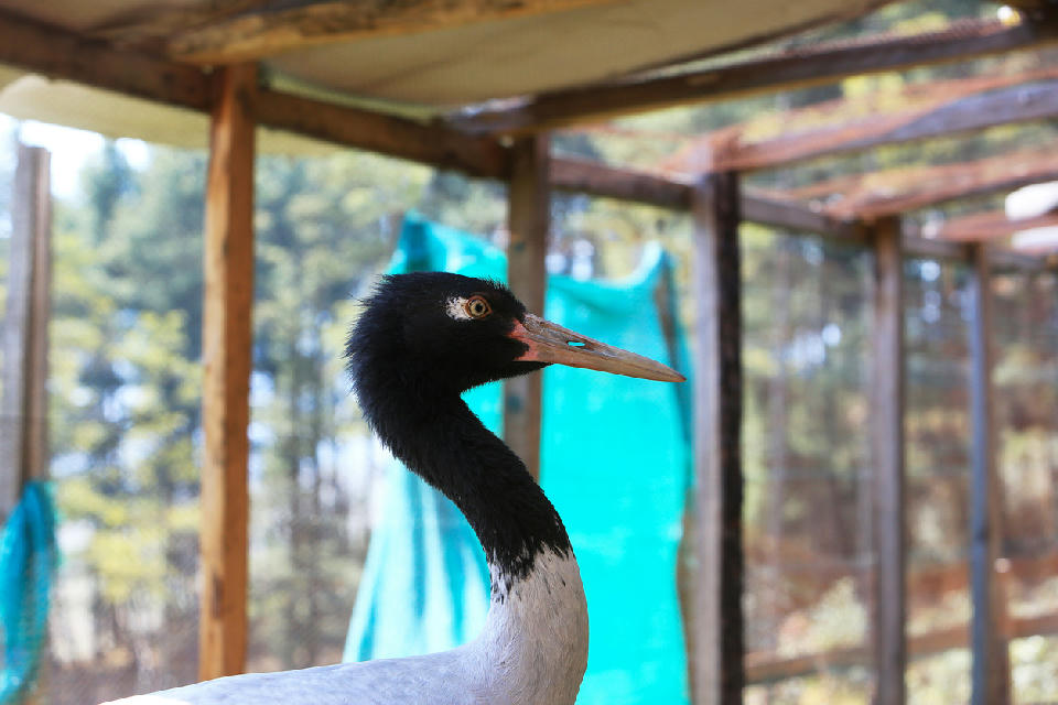 Black-necked Crane Centre