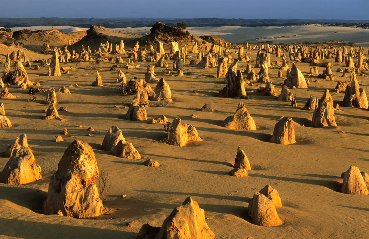 Limestone pinnacles cast long shadows across the desert in warm sunset light at Nambung National Park.