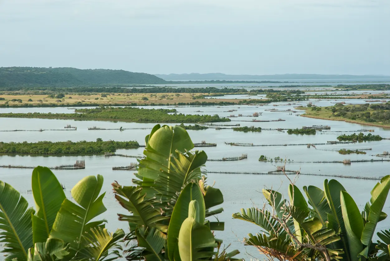 View across the interconnected lakes of Kosi Bay with traditional Tsonga fish traps, coastal forests and wetlands in northern KwaZulu-Natal, South Africa.